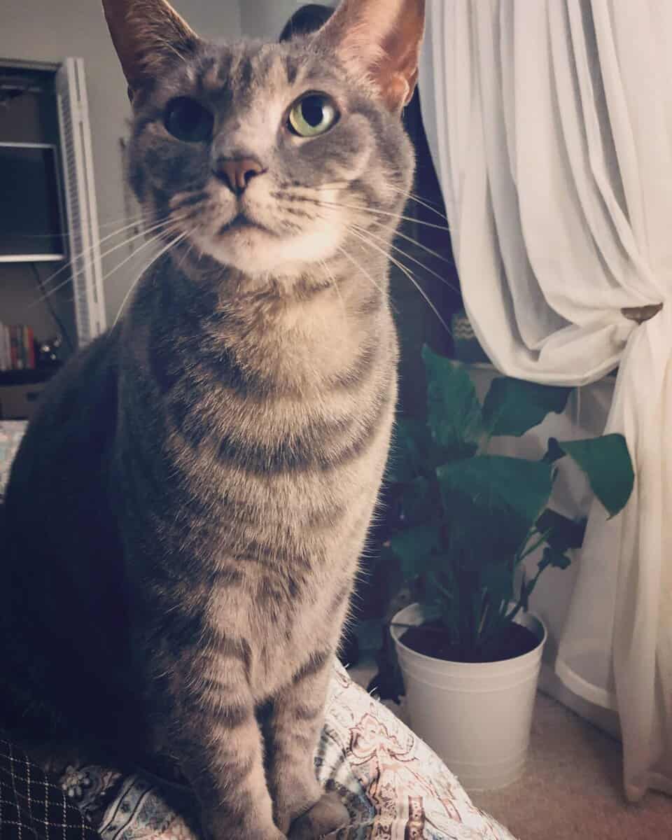 Female Grey Tabby image 3