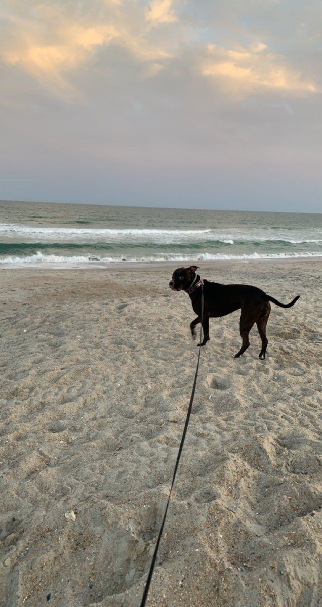 Beautiful , friendly, healthy dog image 1