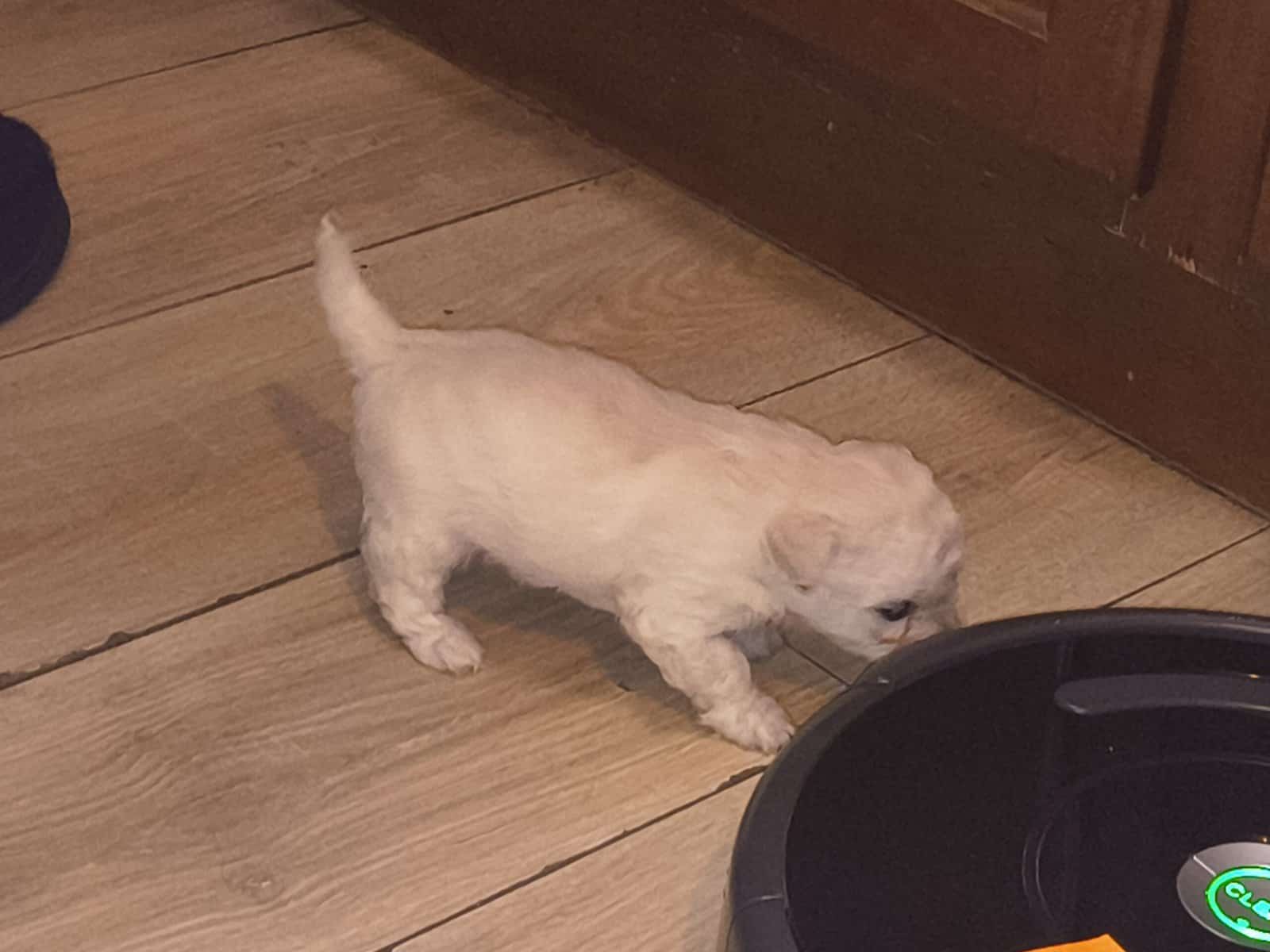 Cavachee Puppy's s (Chihuahua & Chavishon) image 4