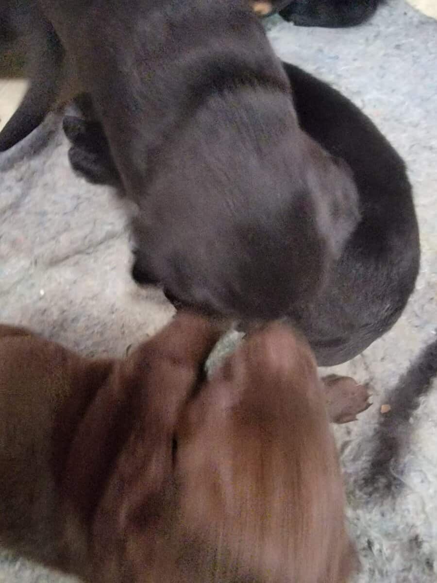 Chocolate lab/ Rotty mix image 6