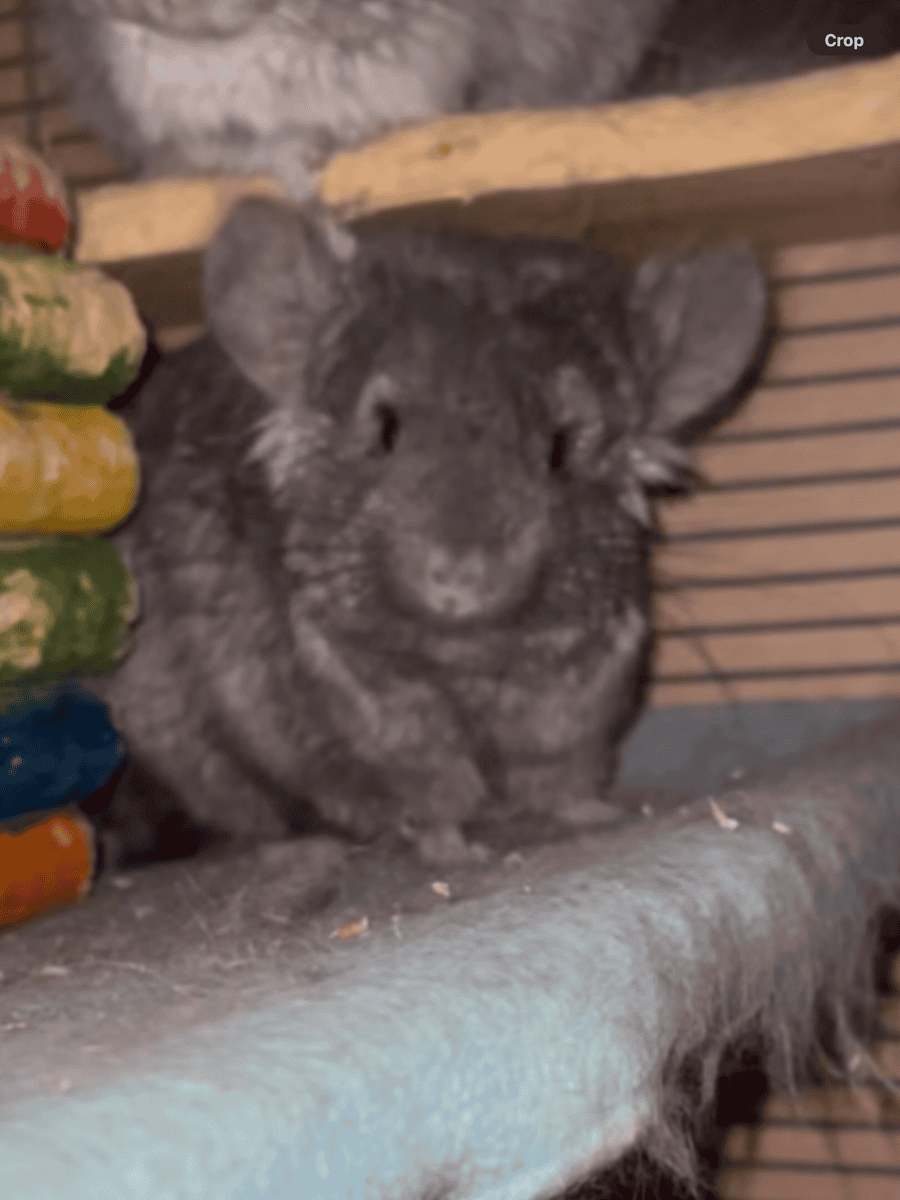 Young Ebony Male Angora Chinchilla image 7