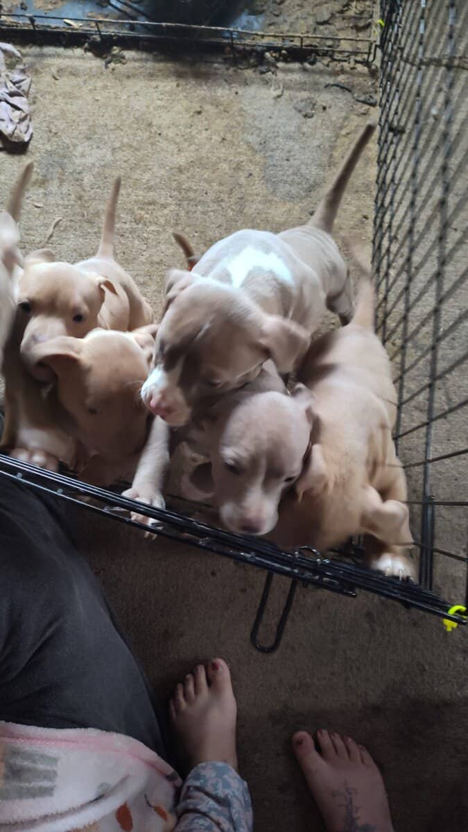 Pittie Puppies for sale image 3
