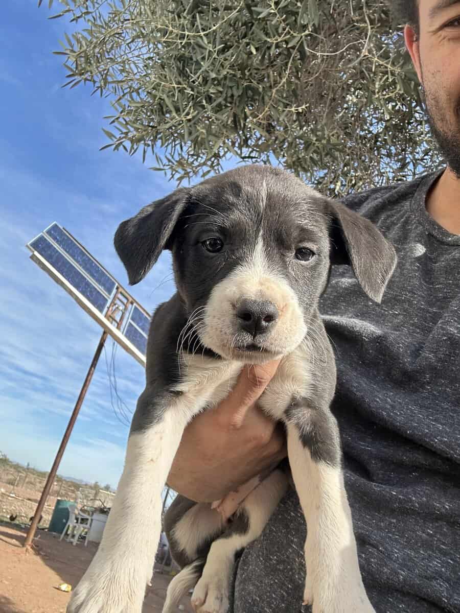 Bull terrier/pitbull/blue heeler mixed pups image 4