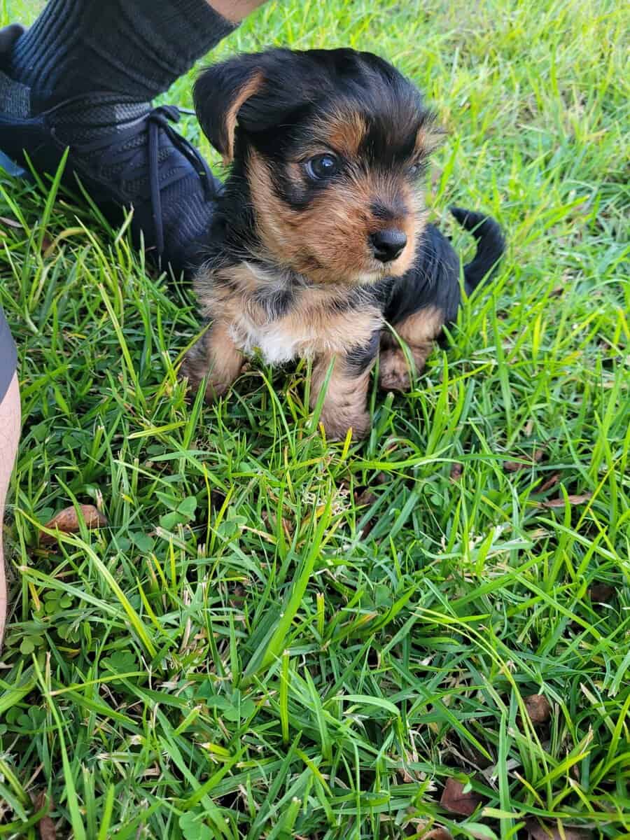 Male Yorkie Puppy image 3