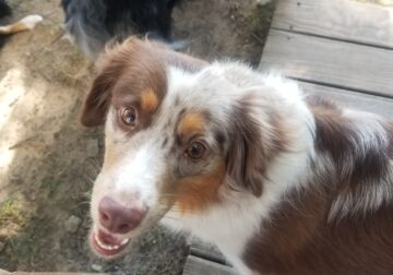 Toy Australian Shepherd Female, super s