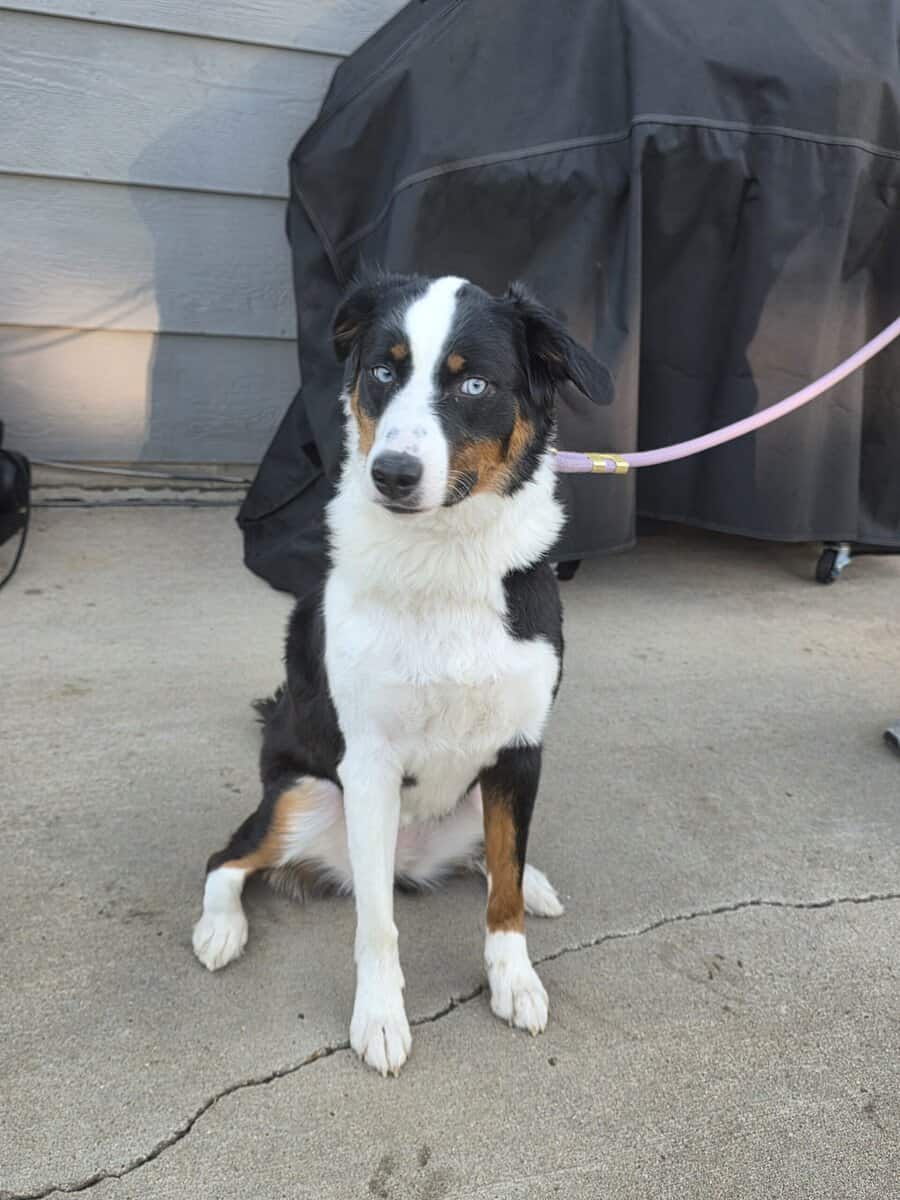 1 y/o Australian Shepard Mix image 3