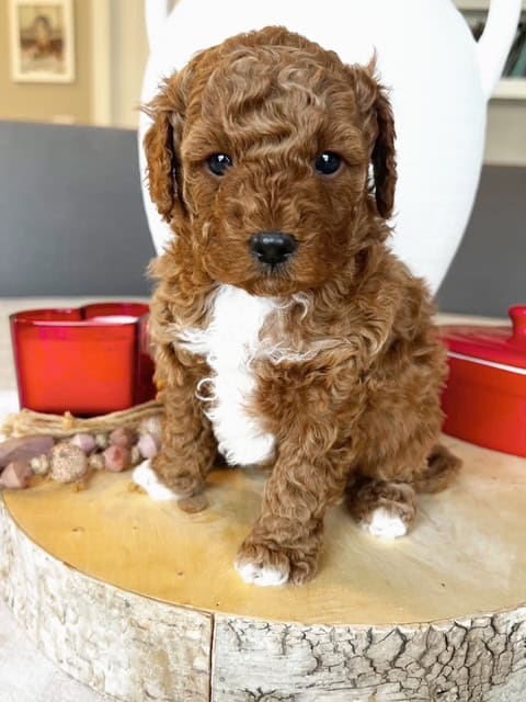 Adorable Micro f1bb Goldendoodle puppies! image 3