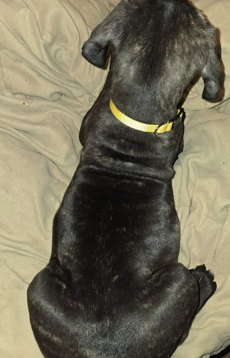 Presa Canario Cane Corso mix 8 weeks old image 2