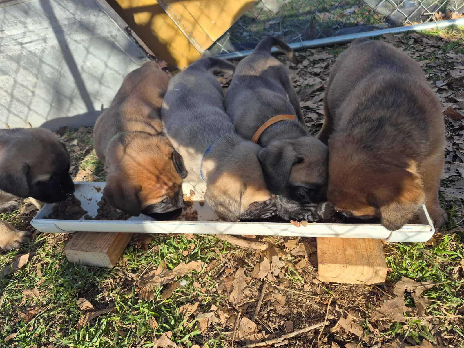 Purebred English Mastiffs for sell image 5