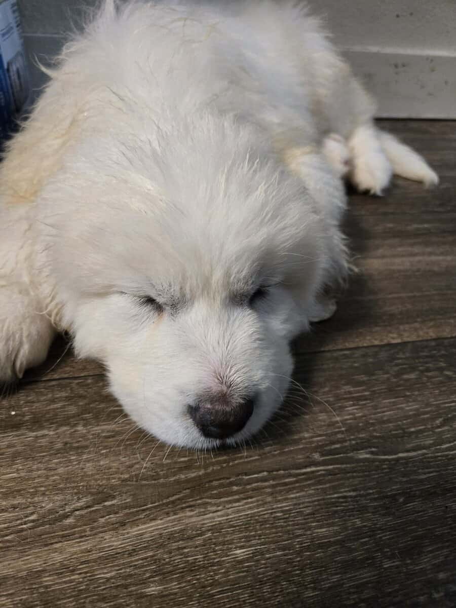 Great pyrenees puppy image 4