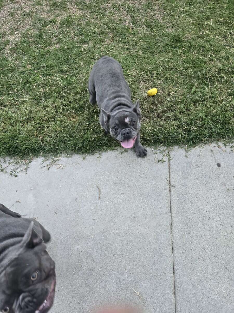 French bulldog image 2