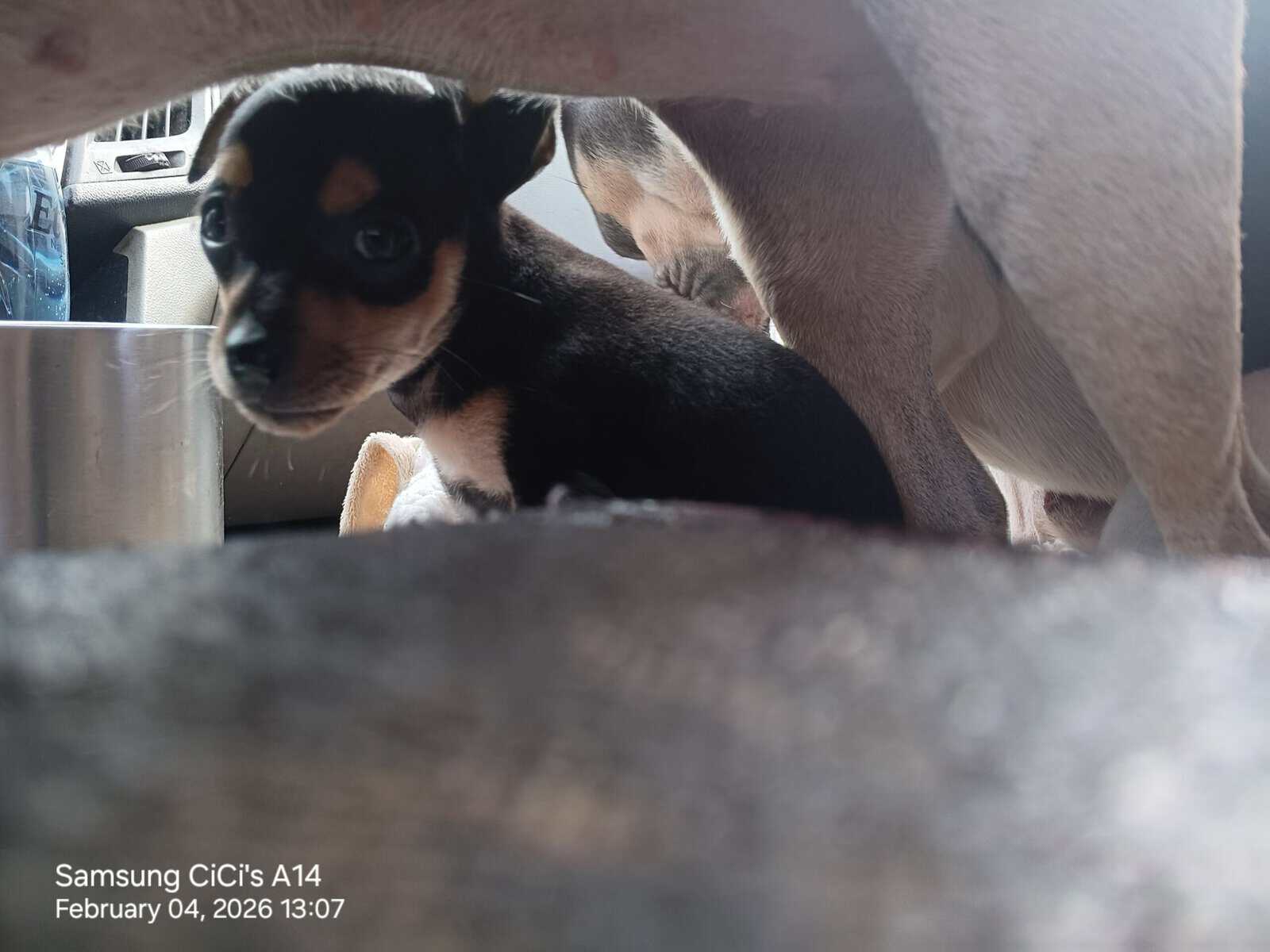 Pinhuahua Puppies image 4