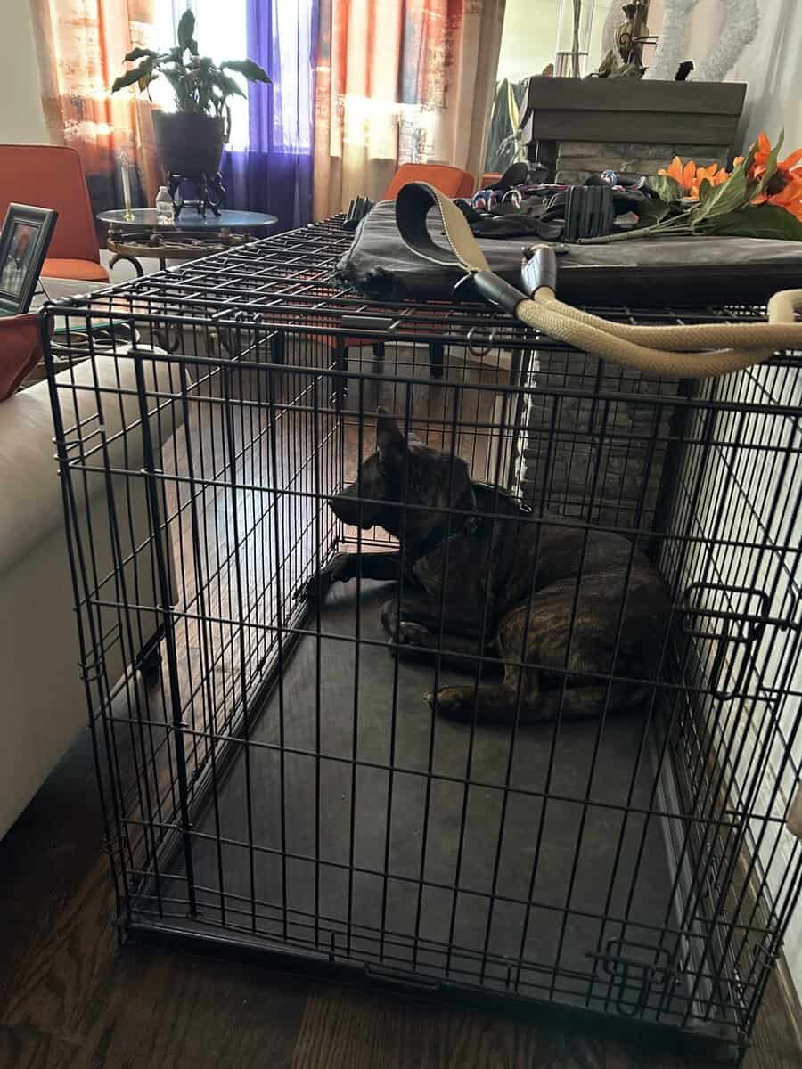 Blaze needs a good home. image 5