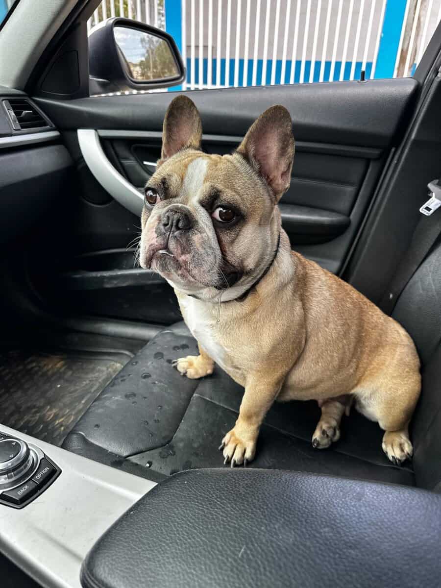 BEAUTIFUL FRENCHIE PUPS RE-HOMING image 3