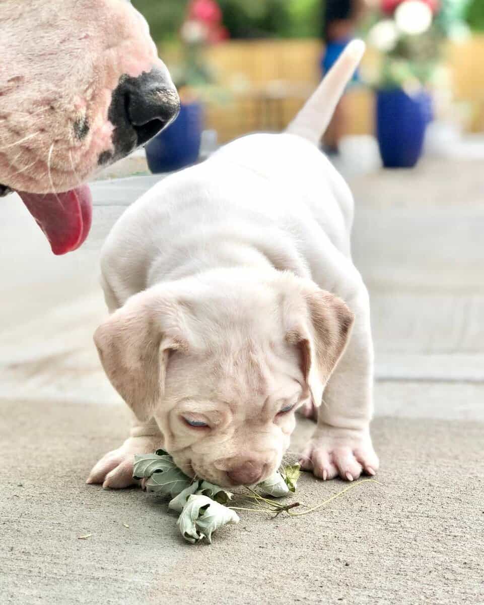 Registered American Bully Puppies image 3
