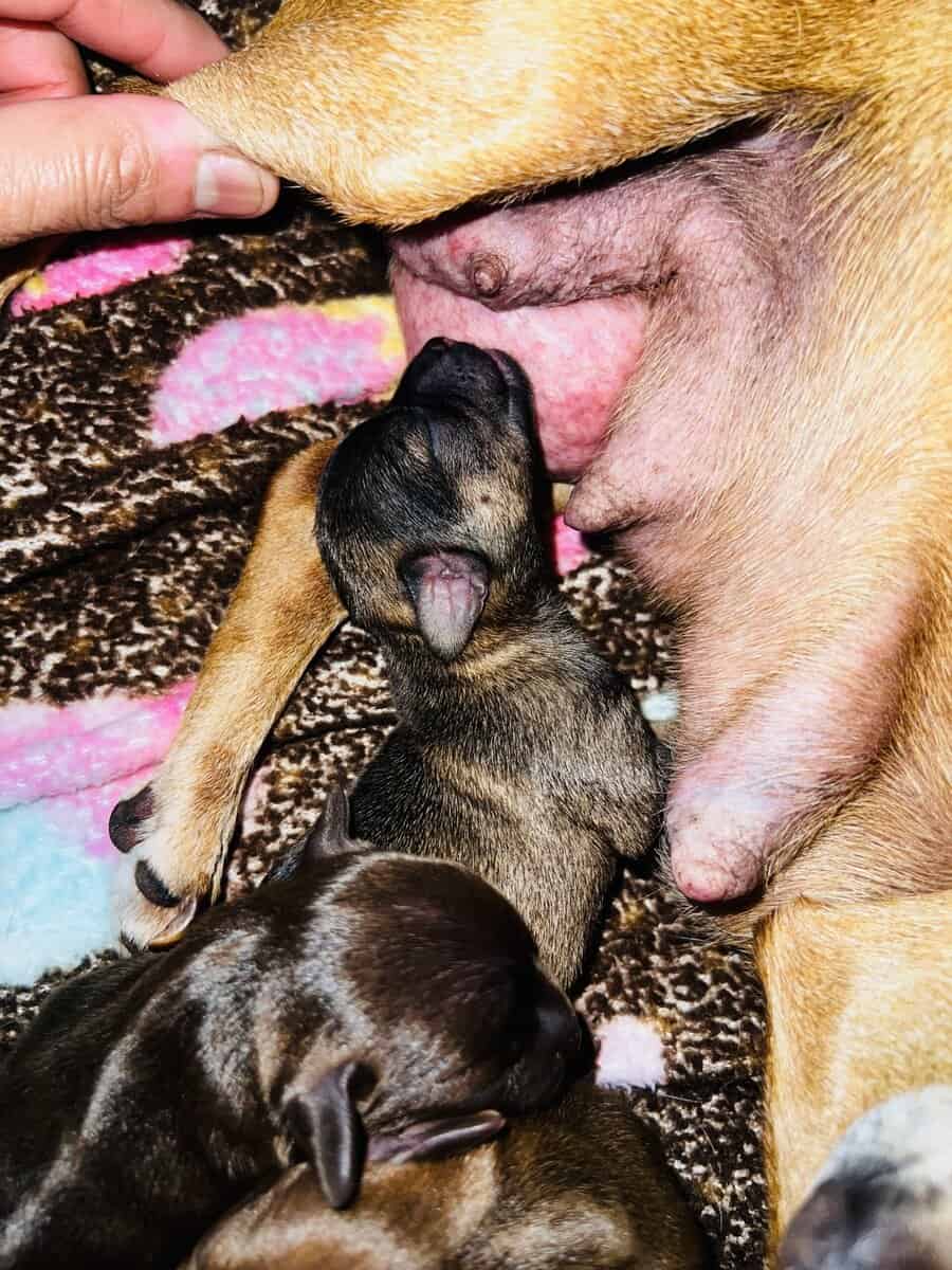 Chihuahuas image 4
