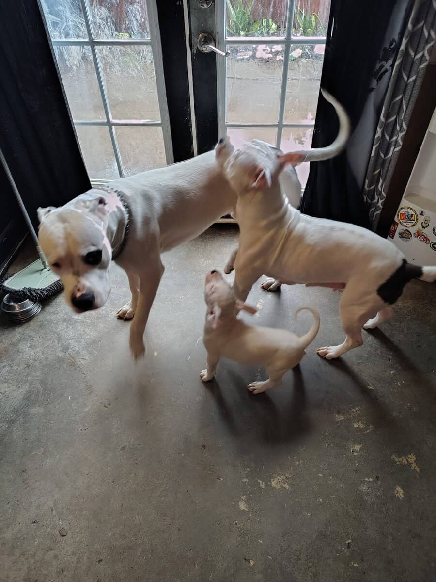 10 Week Dogo Argentino/ Colby Pitbull Puppies image 12