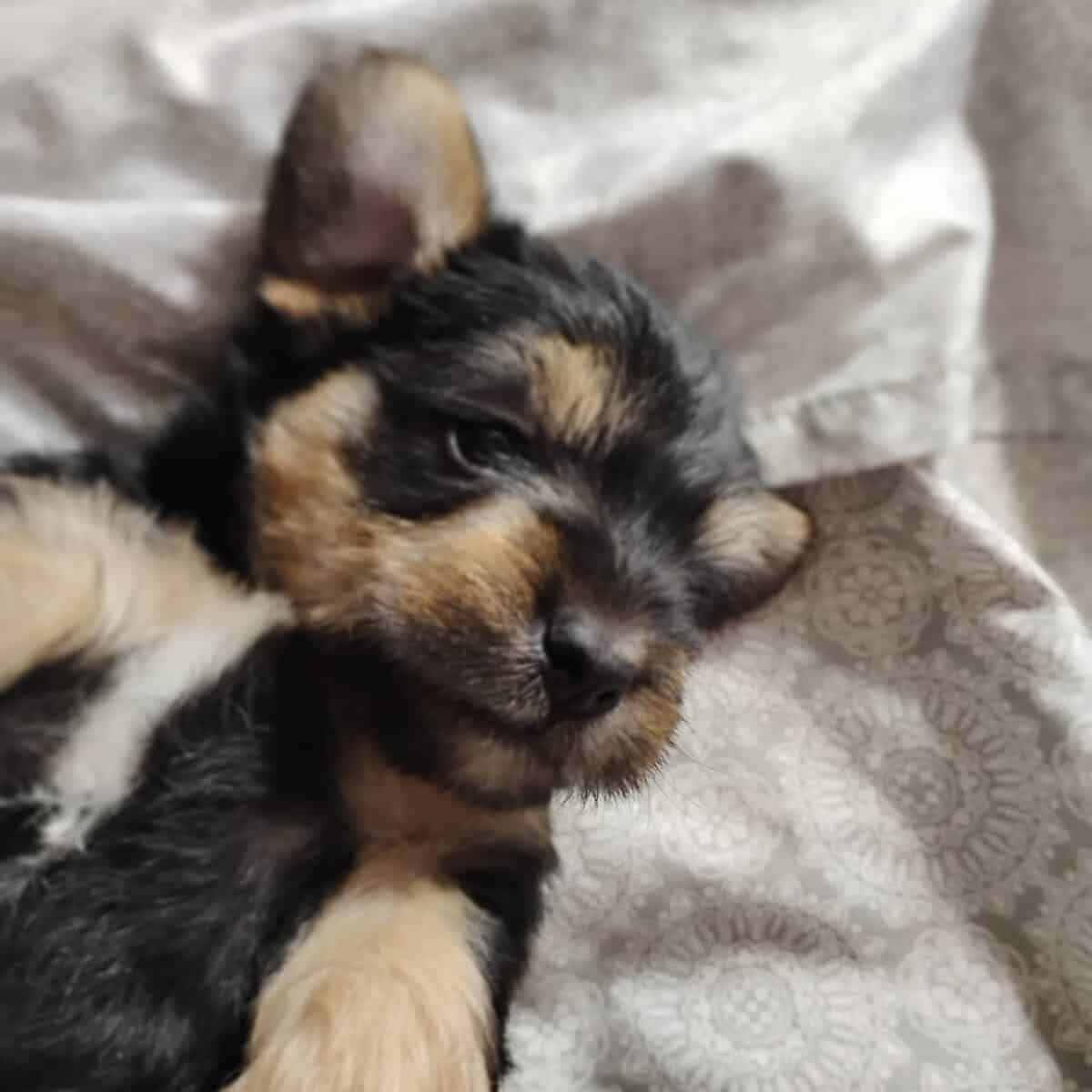 Yorkie poo image 4