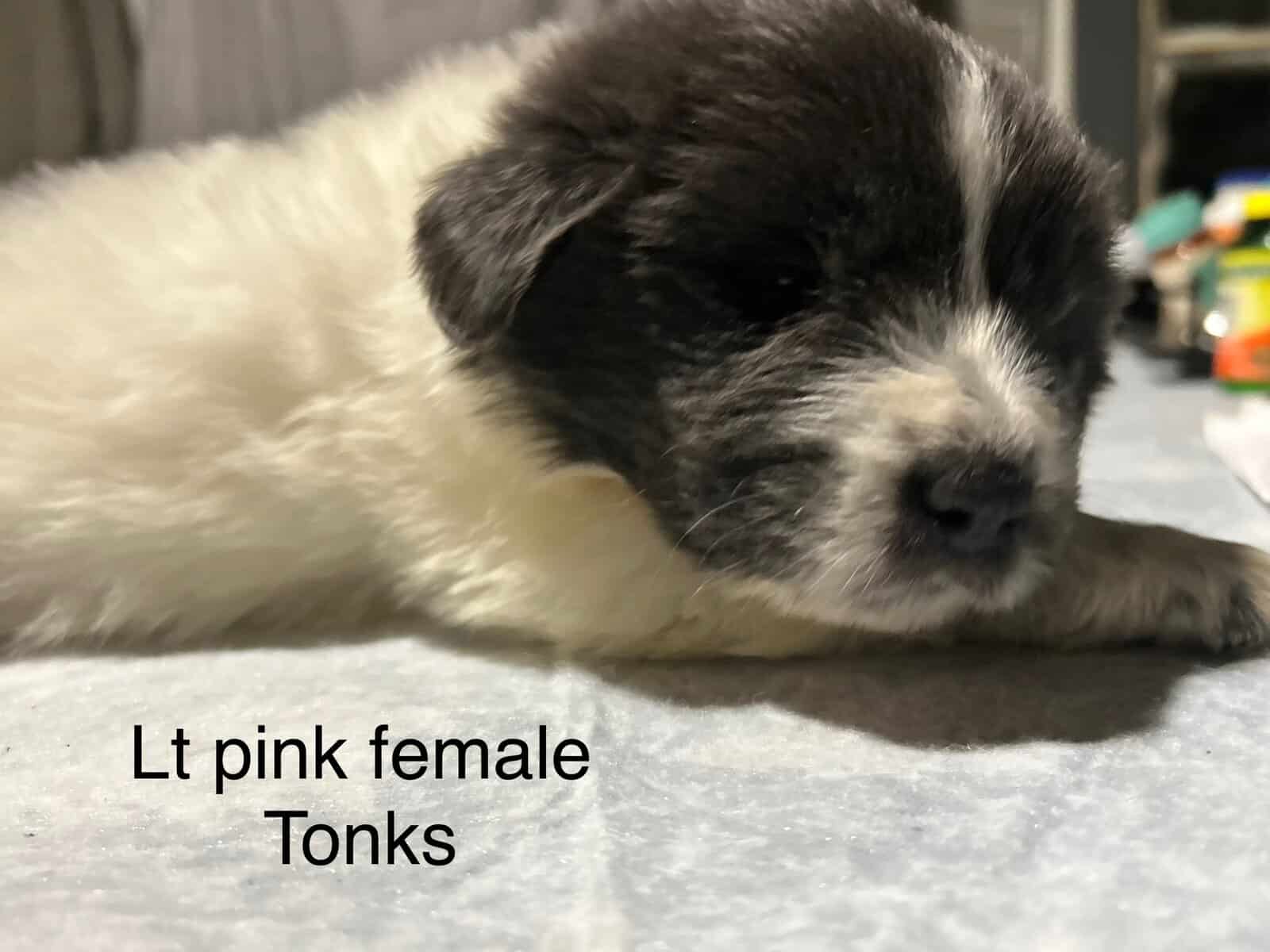 Newfoundland x Great Pyrenees image 14