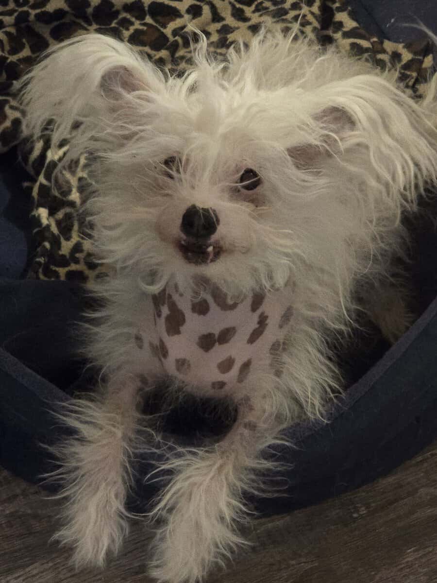 Chinese crested H.H Ship Included image 2