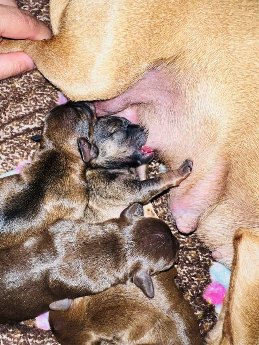 Chihuahuas image 8