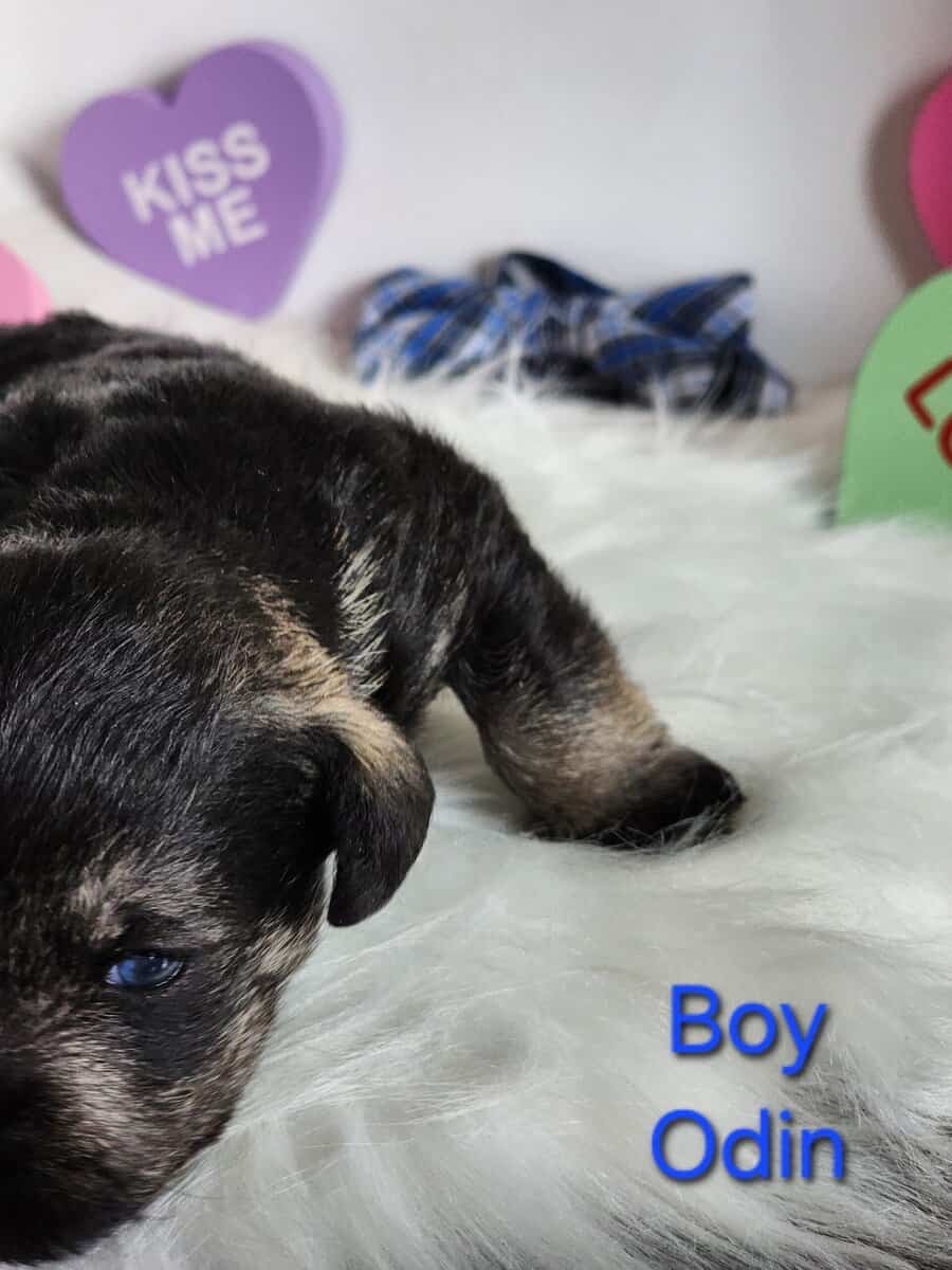 Miniature schnauzer odin image 3