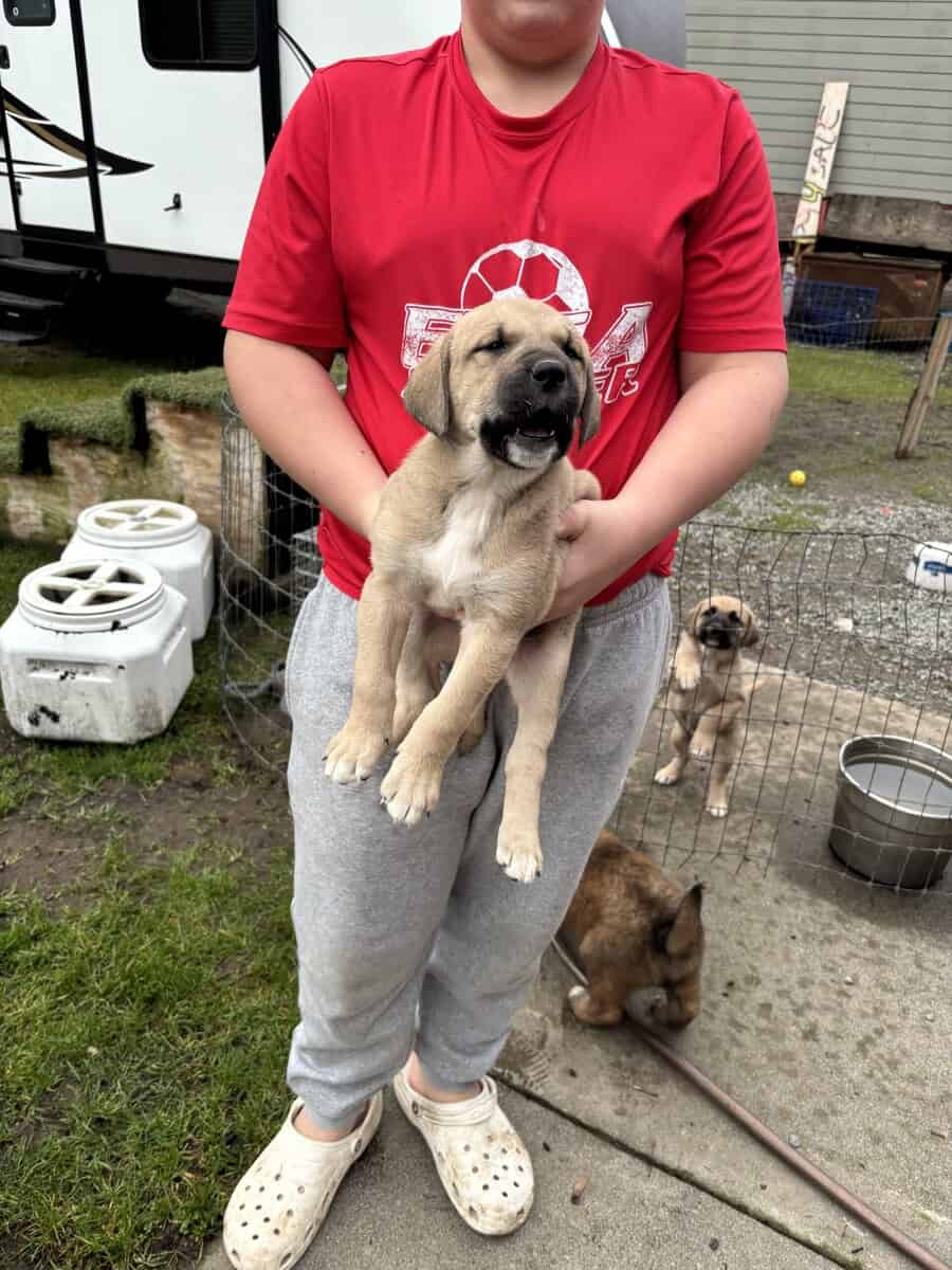 Puppies (large breed) image 6