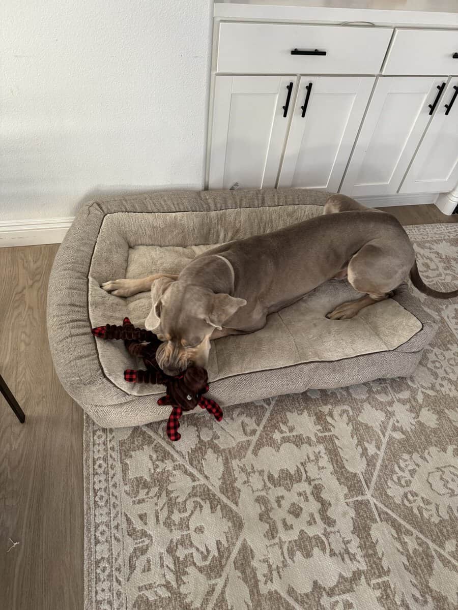 Great Dane Rehoming image 3