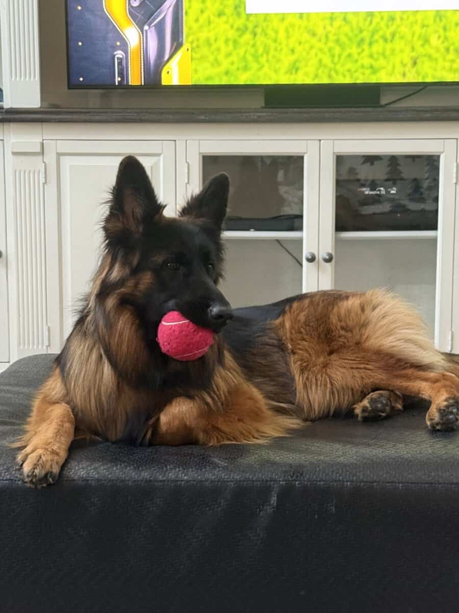Purebred Champion German Shepherd image 18