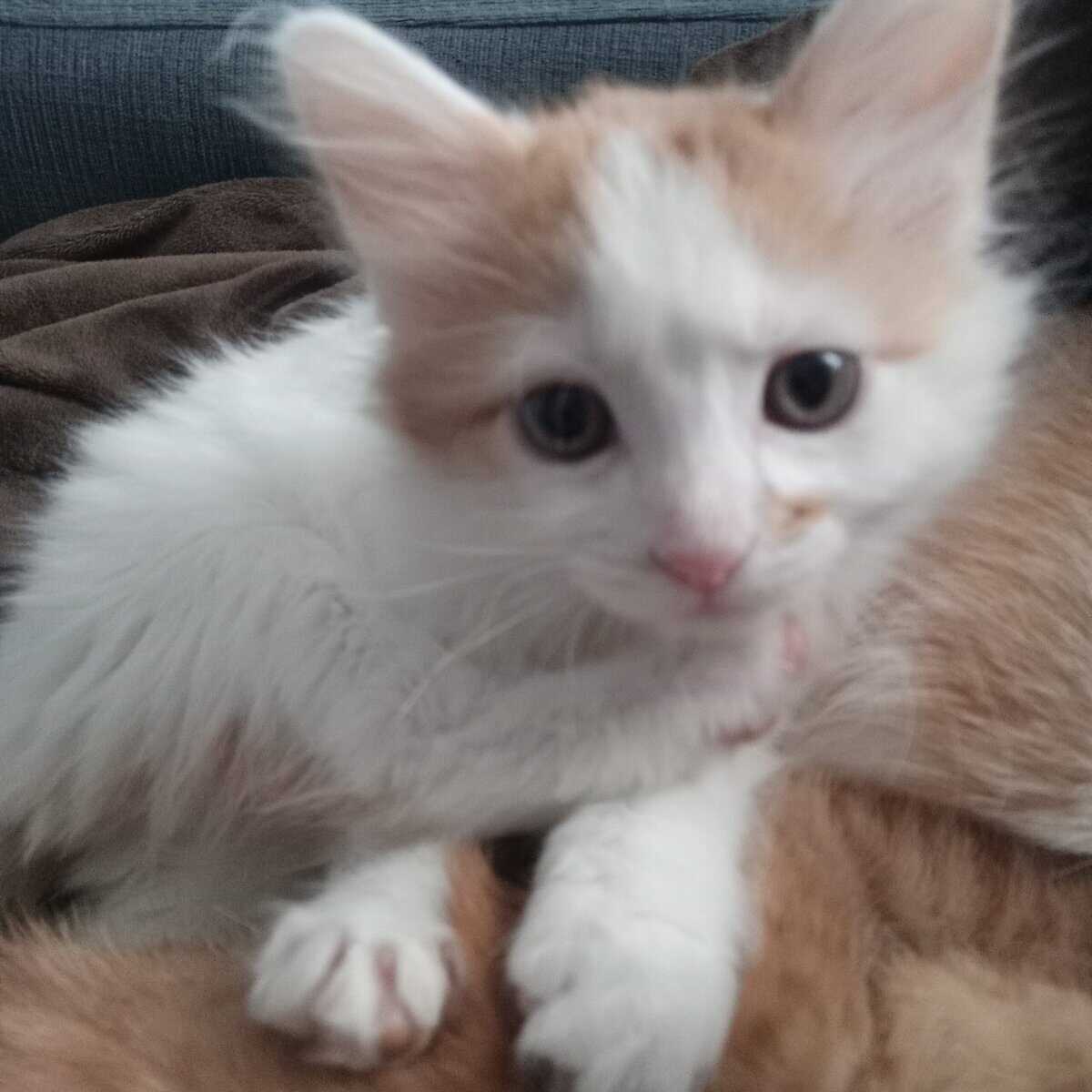 Kittens 9 Weeks image 1