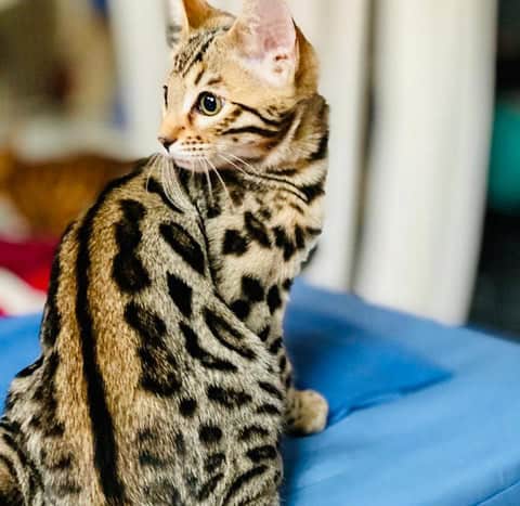 Bengal kittens for sale image 5