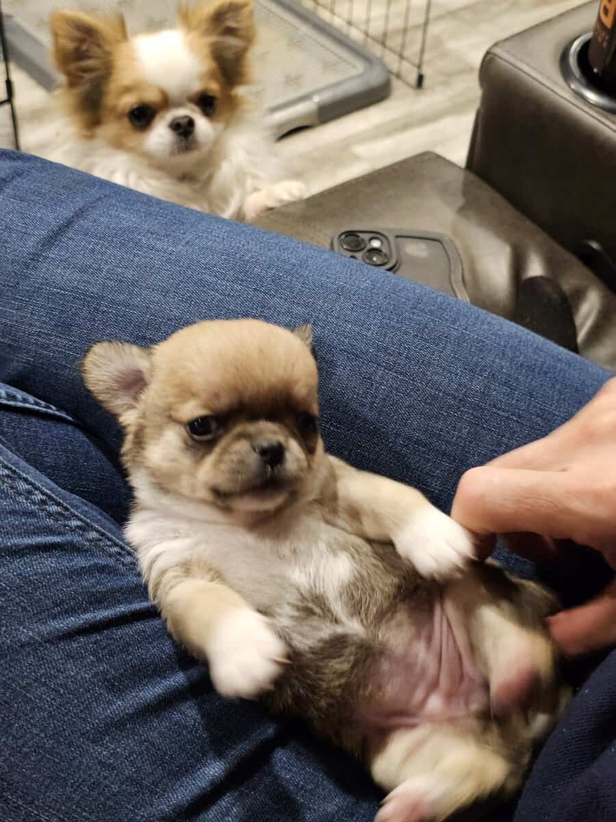 Babydoll face apple head Chihuahuas image 3