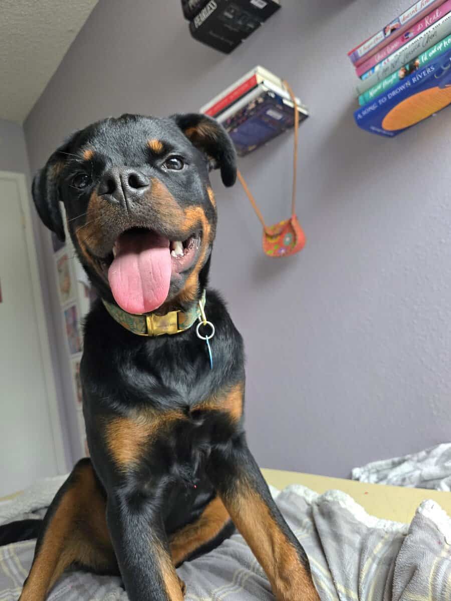 Winston (Winnie) image 1
