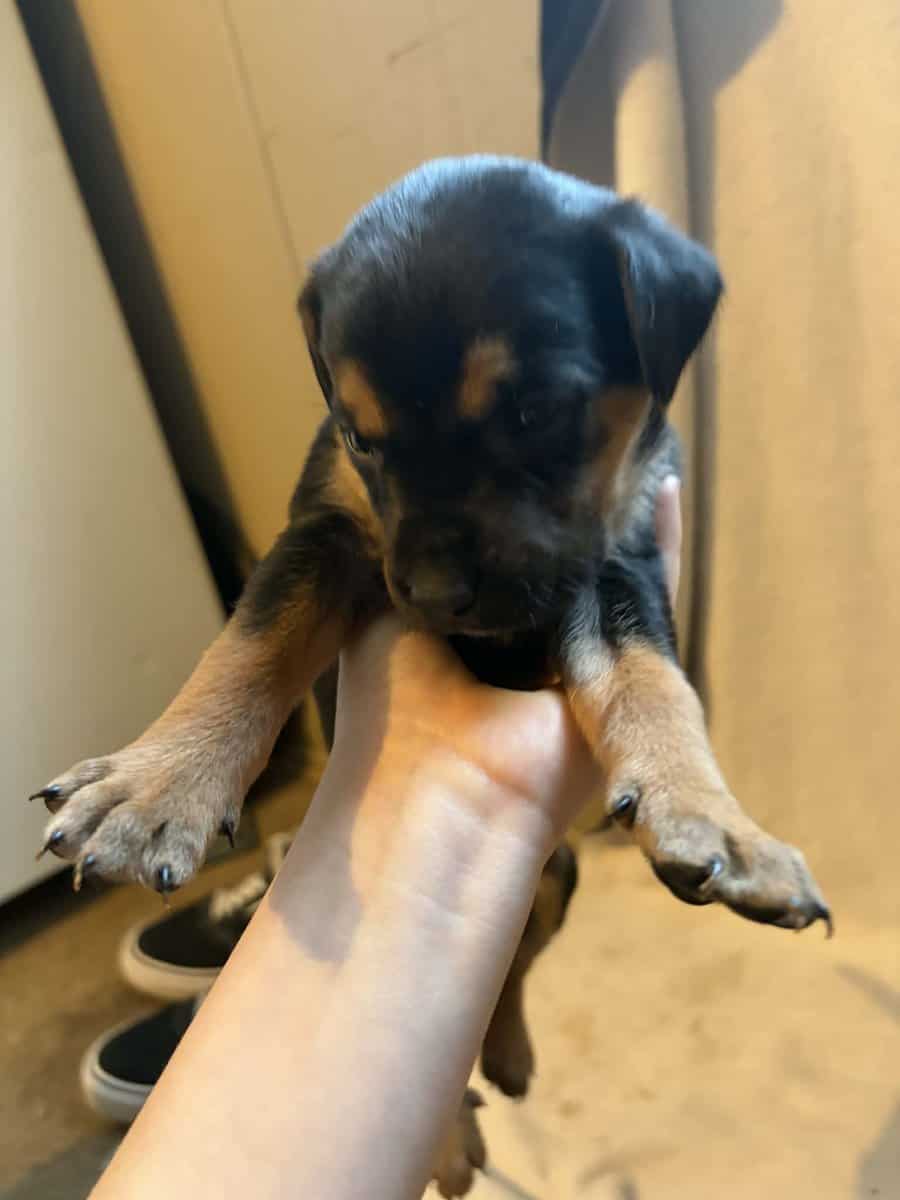 Black lab mix puppies image 6