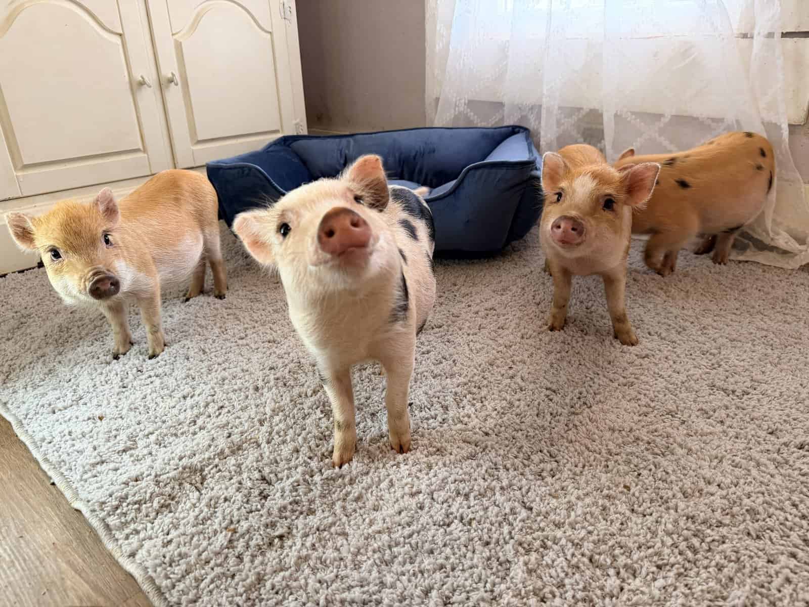 Register Mini Pigs image 4