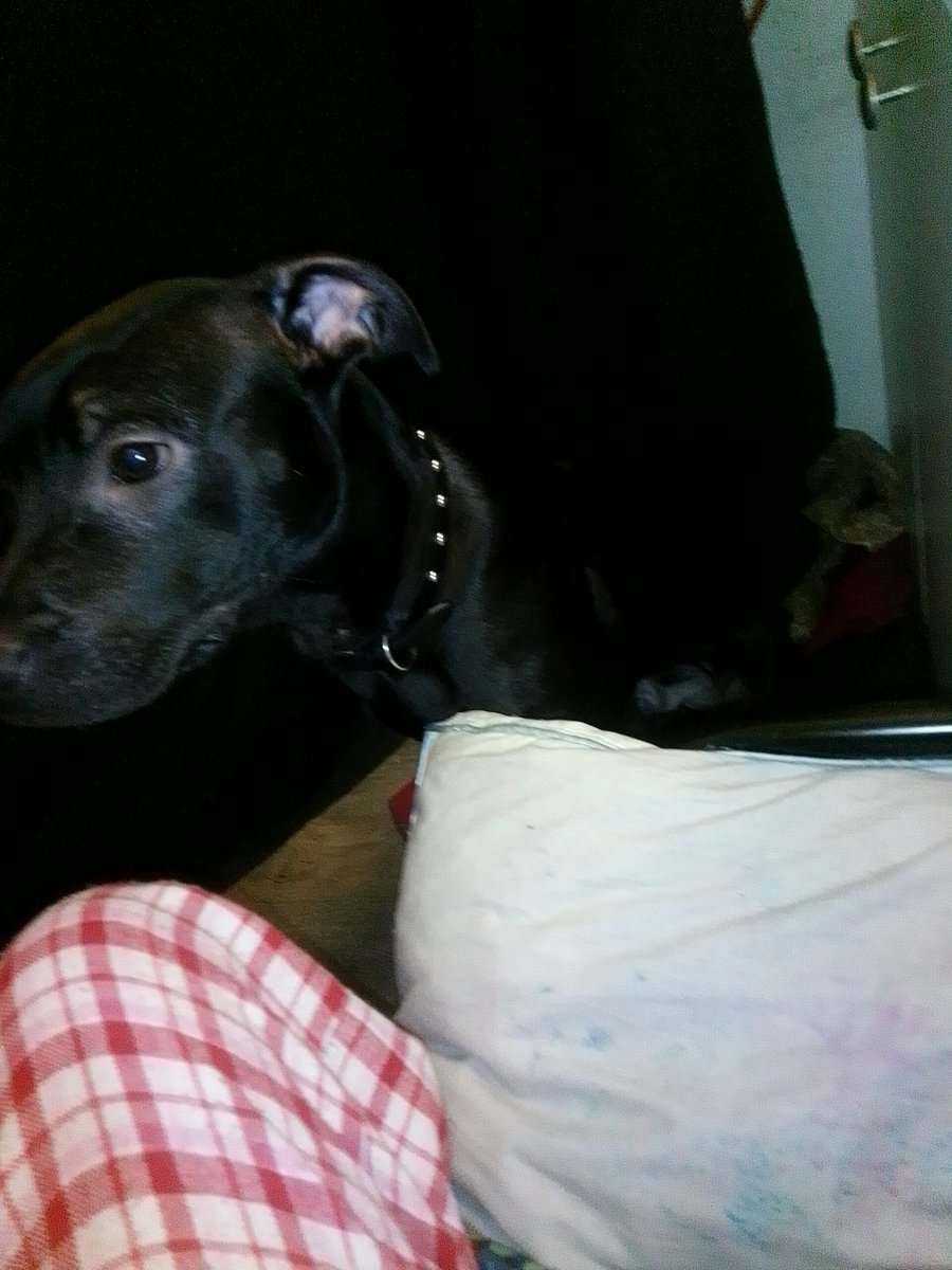 Selling red nose pit image 1