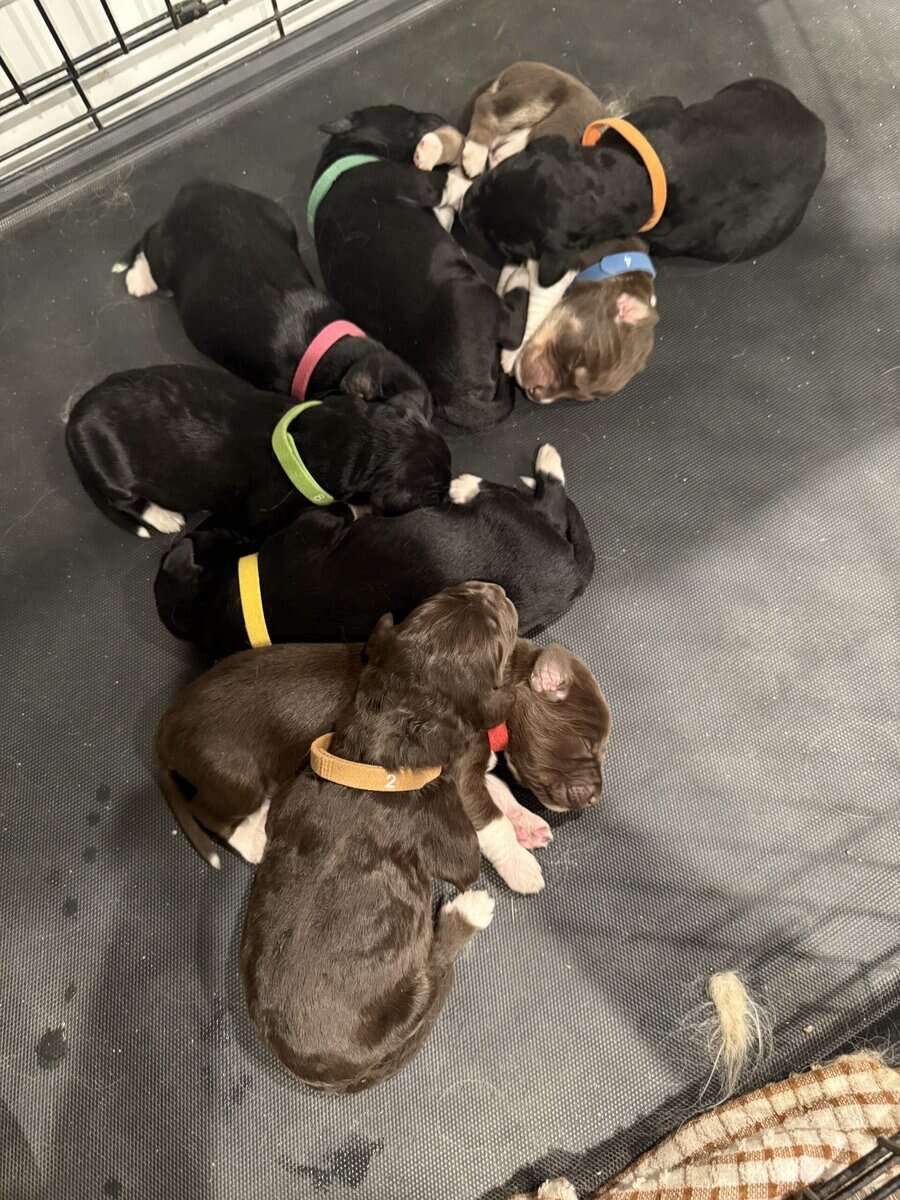 Puppies Needing Their Forever Homes! image 13