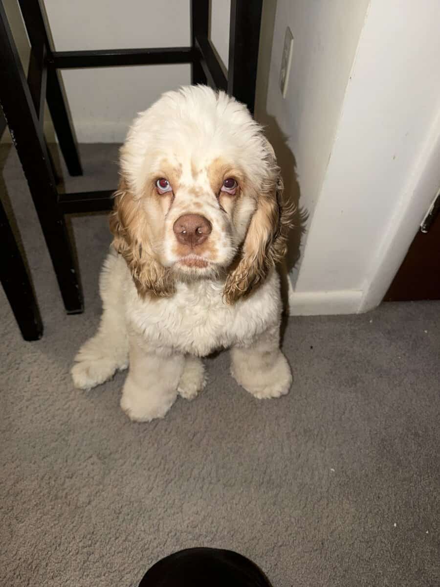 Male Cocker Spaniel for sale image 3