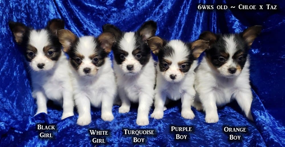 AKC Papillon puppies image 1