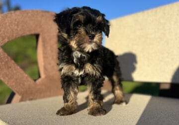 Yorkshire Terrier, Honey is ready for rehoming