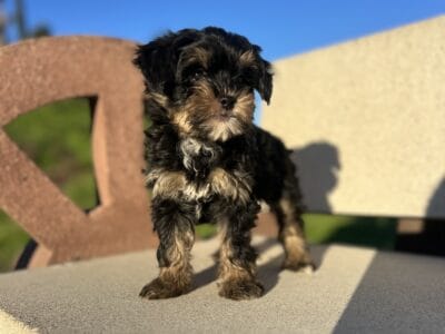 Yorkshire Terrier, Honey is ready for reho &nbsp;...