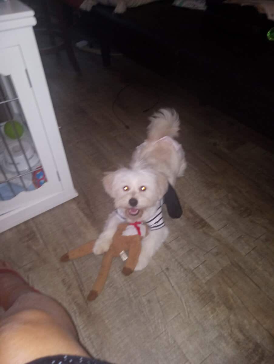 Find a loving home for Chanel image 1