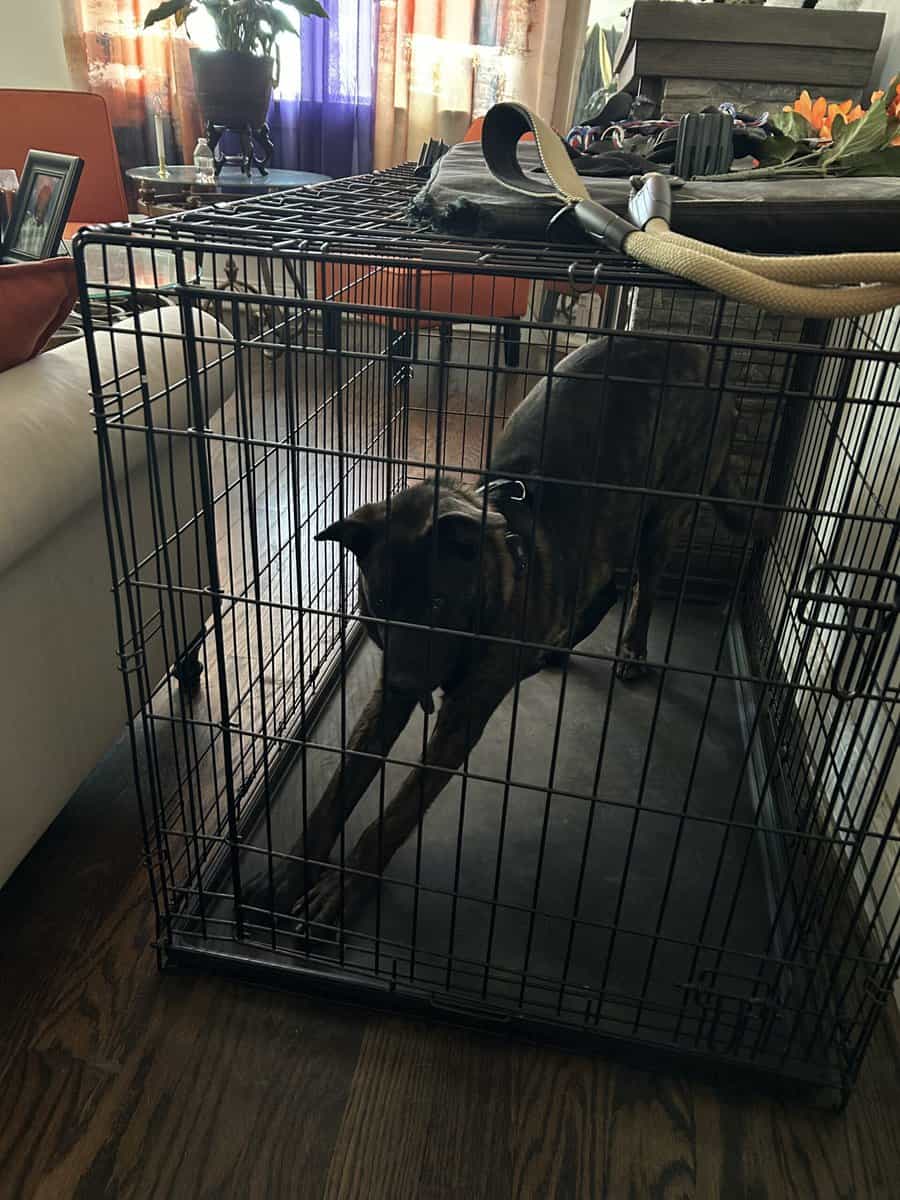 Blaze needs a good home. image 3