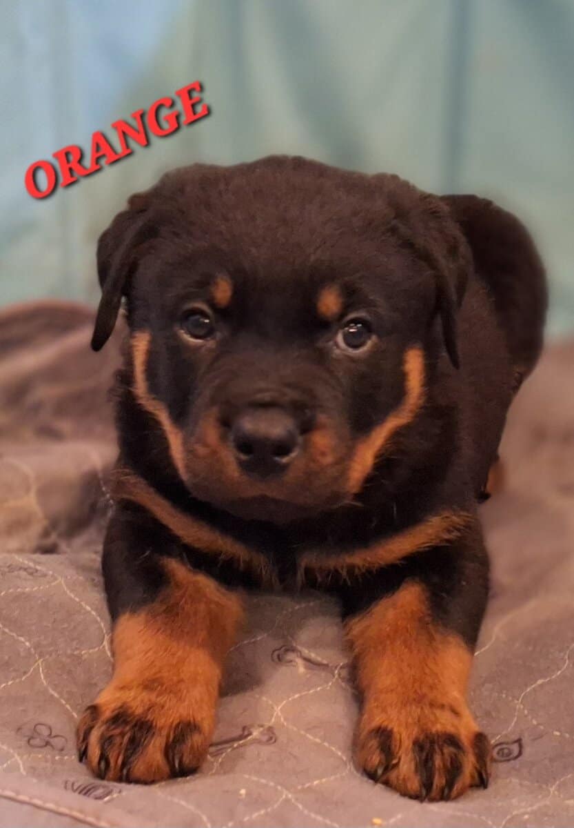 Registered Rottweiler puppies image 2