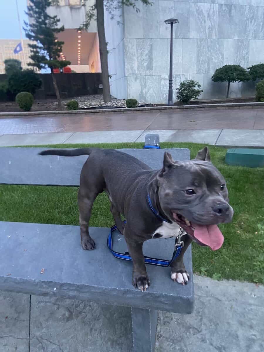 Purebred American Bully in need of a loving HOME! image 3