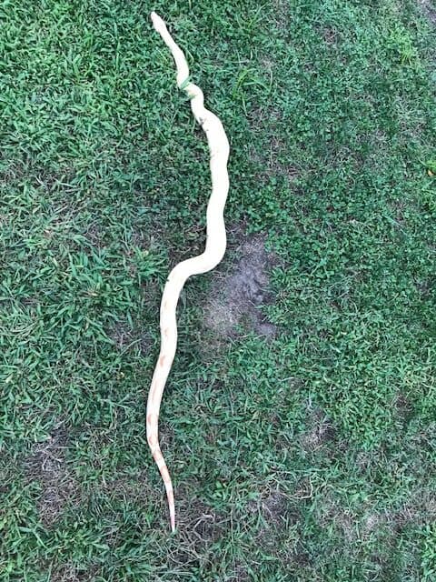 5 ft male Albino Boa Constrictor needs a new home image 2