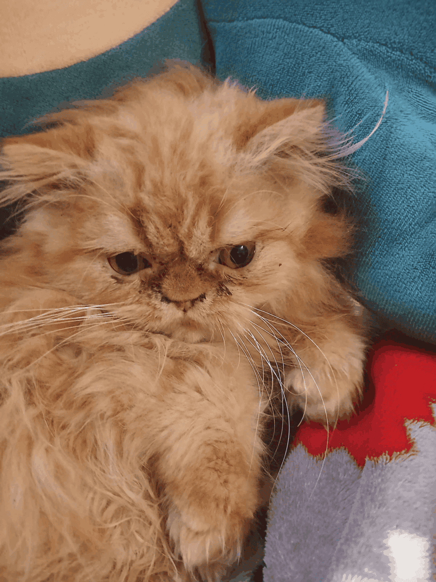 Persian Kittens image 1