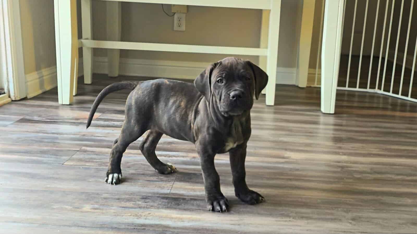 American Bandogg Pups image 5