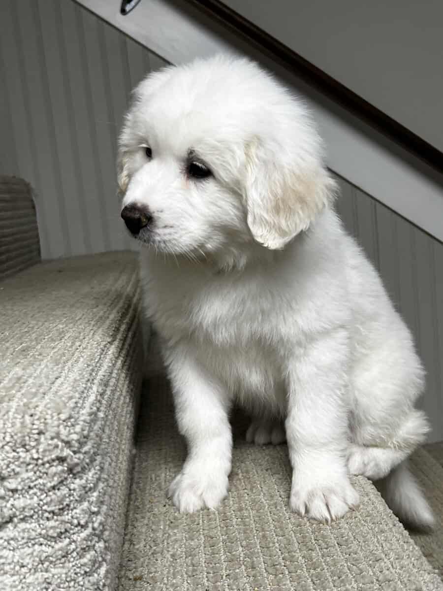 Great Pyrenees puppies image 1