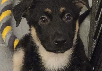 German Shepherd/ Belgian Malinois mix